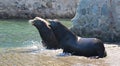 Dominant Male California Sea Lion chasing away another sea lion after fighting on the marina boat launch in Cabo San Lucas MEX