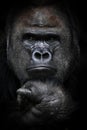 Dominant male gorilla with a principled and hard look forward, powerful arms