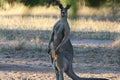 Large Kangaroo Looking at Me Royalty Free Stock Photo