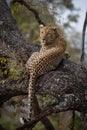 A dominant male leopard rests in a tree