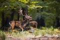 Fallow deer roaring with the female sniffing in the forest in the rutting season