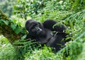 Dominant male mountain gorilla in the grass. Uganda. Bwindi Impenetrable Forest National Park.