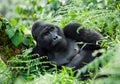 Dominant male mountain gorilla in the grass. Uganda. Bwindi Impenetrable Forest National Park. Royalty Free Stock Photo