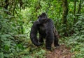 Dominant male mountain gorilla in rainforest. Uganda. Bwindi Impenetrable Forest National Park.