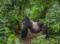 Dominant male mountain gorilla in rainforest. Uganda. Bwindi Impenetrable Forest National Park.