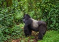 Dominant male mountain gorilla in rainforest. Uganda. Bwindi Impenetrable Forest National Park.