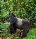 Dominant male mountain gorilla in rainforest. Uganda. Bwindi Impenetrable Forest National Park.