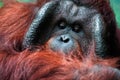 Dominant male orangutan with the signature cheek pads