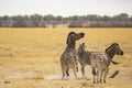 Plains Zebra Stallion Shows Domination Braying