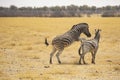 Dominant Plains Zebra Stallion Mounting Another