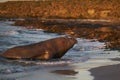 Male Southern Elephant Seal in the Falkland Islands Royalty Free Stock Photo