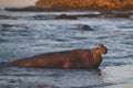 Male Southern Elephant Seal in the Falkland Islands Royalty Free Stock Photo