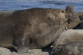 Southern Elephant Seal in the Falkland Islands