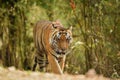 A dominant male tiger on a morning stroll in a green background at kanha national park, india