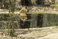 Dominant male tiger relaxing in a water hole.