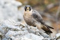 Dominant peregrine falcon sitting on rock in autumn. Royalty Free Stock Photo