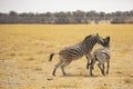 Dominant Plains Zebra Stallion Biting Another