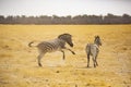 Dominant Plains Zebra Stallion Chasing Away Another