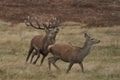 Red Deer stag rounding up hinds during the annual rut. Royalty Free Stock Photo