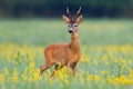 Dominant roe deer buck from front view on a meadow with flowers Royalty Free Stock Photo