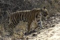 Dominant tigress crossing a path in Bandhavgarh.