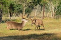 Dominant whitetail buck with bad intentions for younger buck