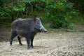 Dominant wild boar