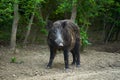 Dominant wild boar