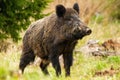 Dominant wild boar male sniffing with massive snout with white tusks on meadow Royalty Free Stock Photo