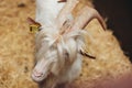 Dominator Goat Male with large Horns and Long Hairs, Head Portrait Royalty Free Stock Photo