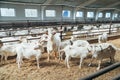 Dominator Male Goat with large Horns surrounded by Goat Females in Roofing Shed on industrial Dairy Farm Royalty Free Stock Photo