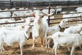 Dominator Male Goat with large Horns surrounded by Goat Females in Roofing Shed on industrial Dairy Farm Royalty Free Stock Photo