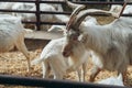 Dominator Male Goat with large Horns surrounded by Goat Females in Roofing Shed on industrial Dairy Farm Royalty Free Stock Photo