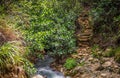 Dominica Boiling Lake Hike Landscape Royalty Free Stock Photo