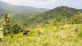 Dominica hillside before Hurricane Maria