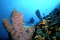 Dominica Reef Royalty Free Stock Photo