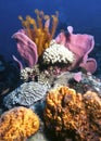 Dominica Reef Royalty Free Stock Photo