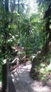 dominica waterfall trail Royalty Free Stock Photo