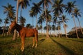Dominican coast and horse Royalty Free Stock Photo