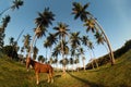 Dominican coast and horse Royalty Free Stock Photo
