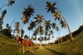 Dominican coast and horse