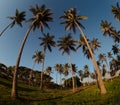 Dominican coast - palms