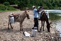 Dominican donkeys