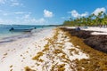 07.24.2022. Dominican Republic Bavaro Punta cana provinces La Altagracia. Seaweed on the beach. Algae sargassum