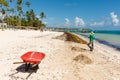07.24.2022. Dominican Republic Bavaro Punta cana provinces La Altagracia. Seaweed on the beach. Algae sargassum