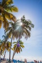 Dominican Republic. 20 NOVEMBER 2021. Caribbean beach with a lot of palms and white sand, sunbeds. Sunny warm day at the sea under Royalty Free Stock Photo