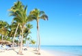 Dominican republic, Punta Cana, palm tree at the hotel beach