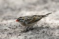 Dominicanerwida, Pin-tailed Whydah, Vidua macroura Royalty Free Stock Photo