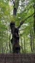 Dominik oak in Poleski National Park fenced