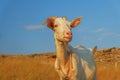 Domstic shegoat looking at camera Royalty Free Stock Photo